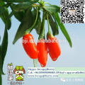 Good quality goji berry